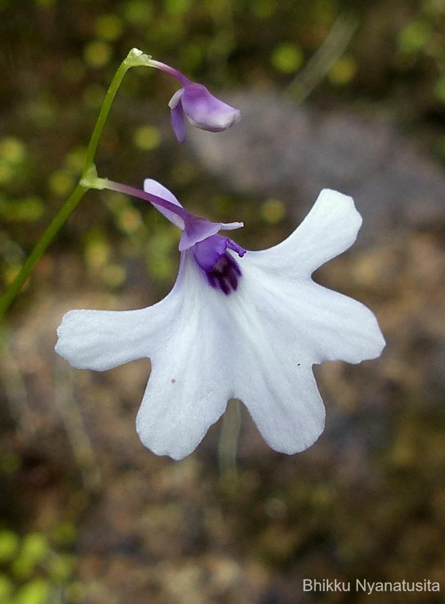 Utricularia moniliformis P.Taylor